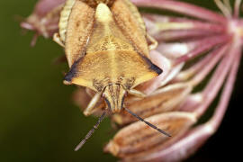 Carpocoris fuscispinus / Nrdliche Fruchtwanze / Baumwanzen - Pentatomidae