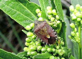 Dolycoris baccarum / Beerenwanze / Baumwanzen - Pentatomidae