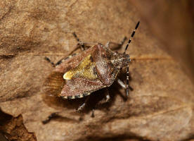 Dolycoris baccarum / Beerenwanze / Baumwanzen - Pentatomidae