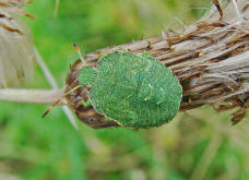 Palomena prasina / Grne Stinkwanze / Baumwanzen - Pentatomidae