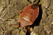 Palomena prasina / Grne Stinkwanze / Baumwanzen - Pentatomidae