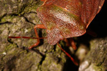 Palomena prasina / Grne Stinkwanze / Baumwanzen - Pentatomidae