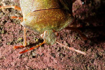 Palomena prasina / Grne Stinkwanze / Baumwanzen - Pentatomidae