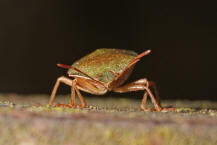 Palomena prasina / Grne Stinkwanze / Baumwanzen - Pentatomidae