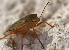 Palomena prasina / Grne Stinkwanze / Baumwanzen - Pentatomidae