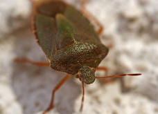 Palomena prasina / Grne Stinkwanze / Baumwanzen - Pentatomidae