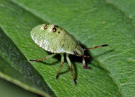 Palomena prasina / Grne Stinkwanze (Larve im 4.Stadium) / Baumwanzen - Pentatomidae