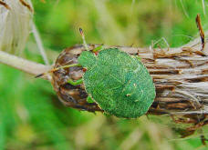 Palomena prasina / Grne Stinkwanze / Baumwanzen - Pentatomidae