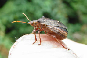 Picromerus bidens / Zweispitzwanze  / Zweizhnige Dornwanze / Baumwanzen - Pentatomidae / Ordnung: Schnabelkerfe - Hemiptera / Unterordnung: Wanzen - Heteroptera