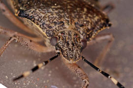 Rhaphigaster nebulosa / Graue Gartenwanze / Baumwanzen - Pentatomidae