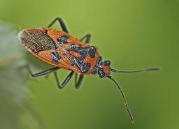 Corizus hyoscyami / Zimtwanze / Glasflgelwanzen - Rhopalidae -Rhopalinae