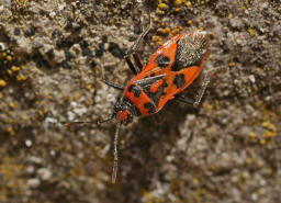 Corizus hyoscyami / Zimtwanze / Glasflgelwanzen - Rhopalidae -Rhopalinae