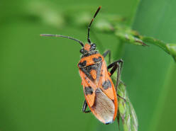 Corizus hyoscyami / Zimtwanze / Glasflgelwanzen - Rhopalidae -Rhopalinae