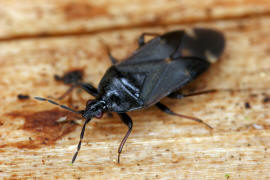 Anthocoris amplicollis / Eschen-Galllausjger / Blumenwanzen - Anthocoridae