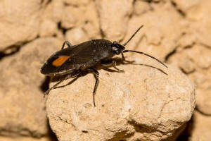 Aphanus rolandri (Linnaeus, 1758) / Rhyparochromidae