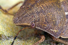 Eurygaster testudinaria / Schildkrtenwanze / Schildwanzen - Scutelleridae