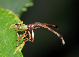 Gonocerus acuteangulatus (Larve - L1) / Braune Randwanze / Hasel-Randwanze / Randwanzen - Coreidae