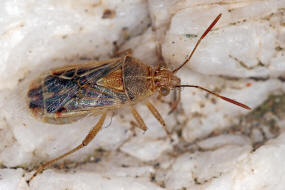 Liorhyssus hyalinus / Ohne deutschen Namen / Glasflgelwanzen - Rhopalidae 