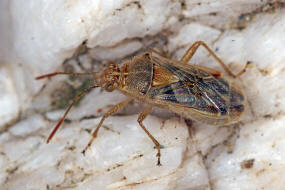 Liorhyssus hyalinus / Ohne deutschen Namen / Glasflgelwanzen - Rhopalidae 