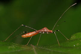 Metatropis rufescens / Hexenkrautwanze / Stelzenwanzen - Berytidae