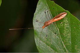 Metatropis rufescens / Hexenkrautwanze / Stelzenwanzen - Berytidae