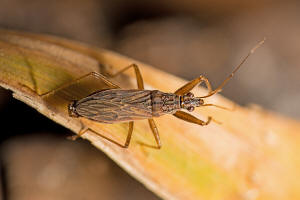 Nabis rugosus / Rotbraune Sichelwanze / Sichelwanzen - Nabidae