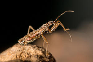 Nabis rugosus / Rotbraune Sichelwanze / Sichelwanzen - Nabidae