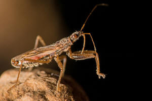 Nabis rugosus / Rotbraune Sichelwanze / Sichelwanzen - Nabidae