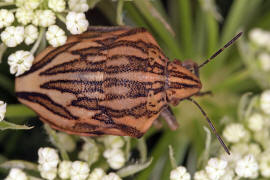 Odontotarsus purpurolineatus / Ohne deutschen Namen / Schildwanzen - Scutelleridae