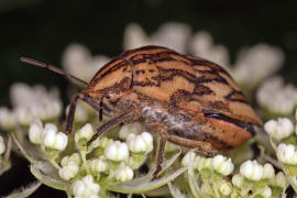 Odontotarsus purpurolineatus / Ohne deutschen Namen / Schildwanzen - Scutelleridae