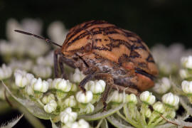 Odontotarsus purpurolineatus / Ohne deutschen Namen / Schildwanzen - Scutelleridae