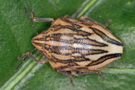 Odontotarsus purpurolineatus / Ohne deutschen Namen / Schildwanzen - Scutelleridae