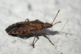 Orsillus depressus / Kein deutscher Name / Bodenwanzen - Lygaeidae - Orsillinae