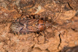 Orsillus depressus / Kein deutscher Name / Bodenwanzen - Lygaeidae - Orsillinae