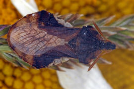 Phymata crassipes / Teufelchen / Gottesanbeterinnen-Wanze / Raubwanzen - Reduviidae (frher Gespensterwanzen - Phymatidae) / Ordnung: Schnabelkerfe - Hemiptera / Unterordnung: Wanzen - Heteroptera 