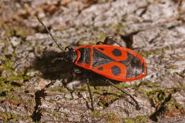 Pyrrhocoris apterus / Gemeine Feuerwanze / Feuerwanzen - Pyrrhocoridae