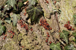 Pyrrhocoris apterus / Gemeine Feuerwanze / Feuerwanzen - Pyrrhocoridae