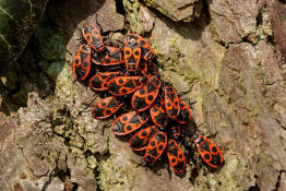 Pyrrhocoris apterus / Gemeine Feuerwanze / Feuerwanzen - Pyrrhocoridae