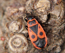 Pyrrhocoris apterus / Gemeine Feuerwanze / Feuerwanzen - Pyrrhocoridae