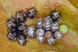 Rhaphigaster nebulosa / Graue Gartenwanze (Eier und L1) / Baumwanzen - Pentatomidae