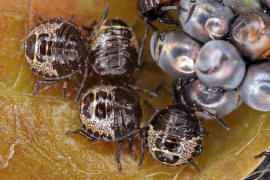 Rhaphigaster nebulosa / Graue Gartenwanze (Eier und L1) / Baumwanzen - Pentatomidae