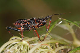 Rhinocoris annulatus / Geringelte Mordwanze (Larve) / Raubwanzen - Reduviidae / Ordnung: Schnabelkerfe - Hemiptera / Unterordnung: Wanzen - Heteroptera