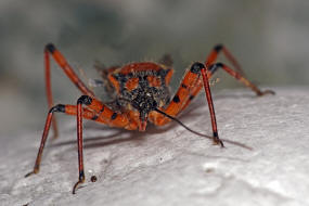 Rhynocoris punctiventris / Ohne deutschen Namen / Raubwanzen - Reduviidae / Ordnung: Schnabelkerfe - Hemiptera / Unterordnung: Wanzen - Heteroptera