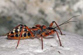 Rhynocoris punctiventris / Ohne deutschen Namen / Raubwanzen - Reduviidae / Ordnung: Schnabelkerfe - Hemiptera / Unterordnung: Wanzen - Heteroptera