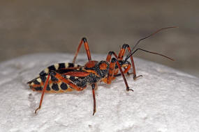 Rhynocoris punctiventris / Ohne deutschen Namen / Raubwanzen - Reduviidae / Ordnung: Schnabelkerfe - Hemiptera / Unterordnung: Wanzen - Heteroptera