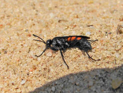 Anoplius viaticus / Frhlings - Wegwespe / Familie: Wegwespen - Pompilidae / berfamilie: Vespoidae