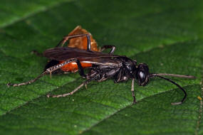 Arachnospila spec. / Wegwespe / Wegwespen - Pompilidae / berfamilie: Vespoidae