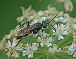 Arachnospila spec. / Wegwespe / Wegwespen - Pompilidae / berfamilie: Vespoidae