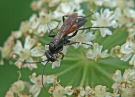 Arachnospila spec. / Wegwespe / Wegwespen - Pompilidae / berfamilie: Vespoidae