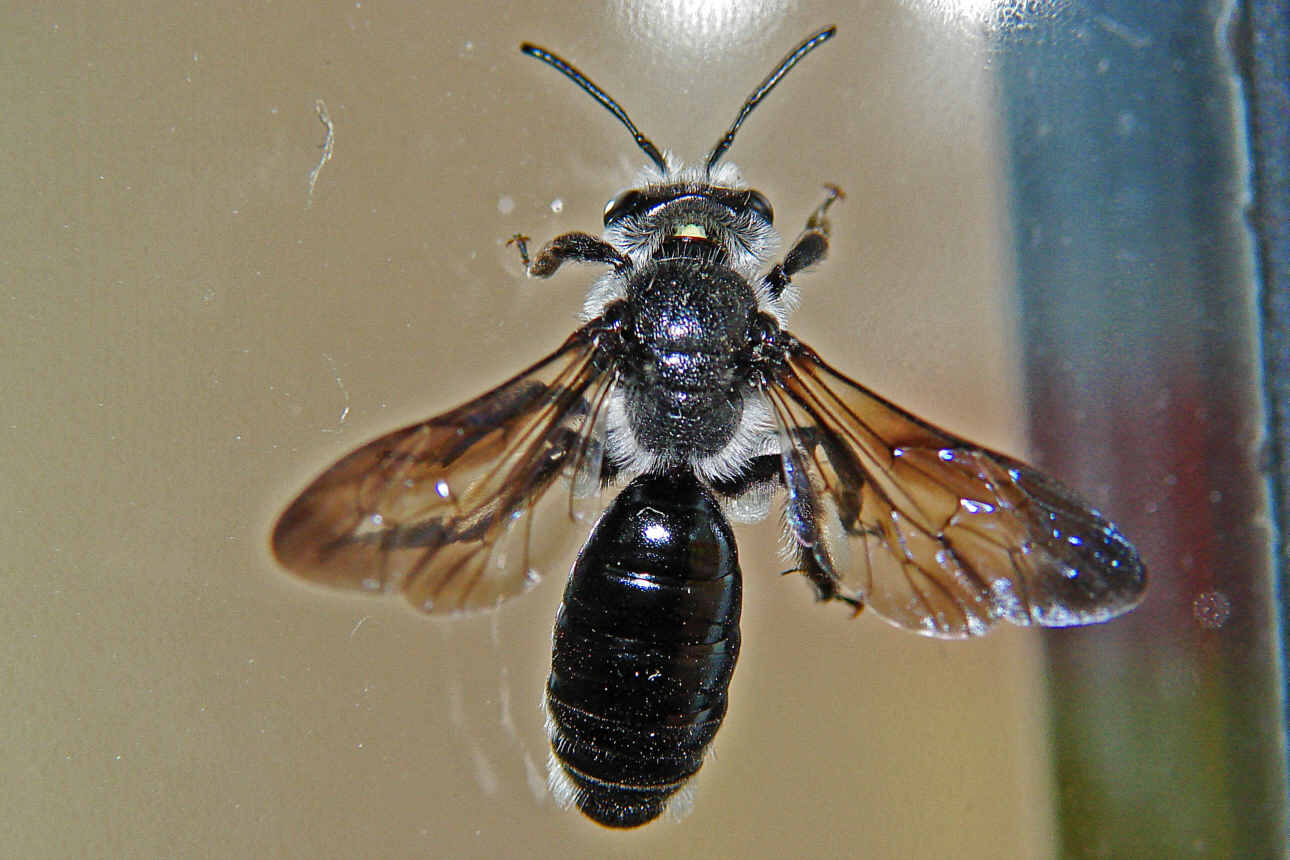 Andrena agilissima / Senf-Blauschillersandbiene / Andreninae (Sandbienenartige)